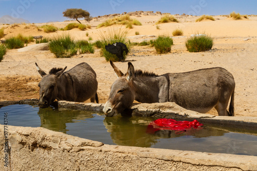 Donkeys drinking water from a stony water trough by the well in the Sahara desert. Tassili N Ajjer National Park. Illizi  Djanet  Algeria  Africa 