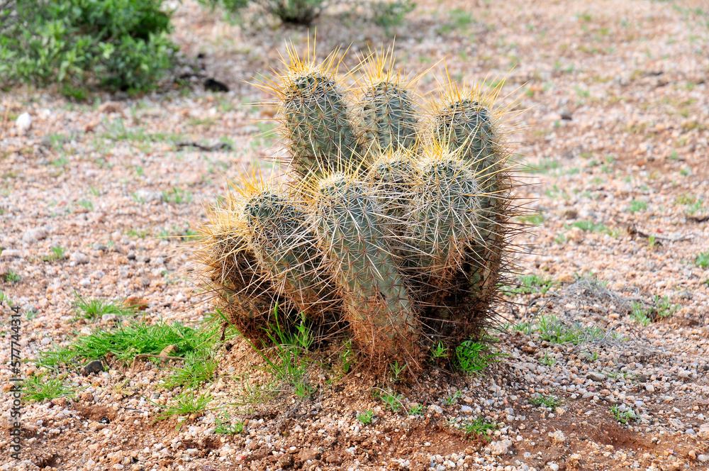 Hedge Hog cactus
