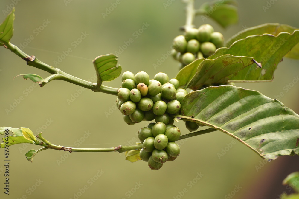 Coffea canephora or Coffea robusta, commonly known as robusta coffee is a species of coffee that has it is a species of flowering plant in the family Rubiaceae