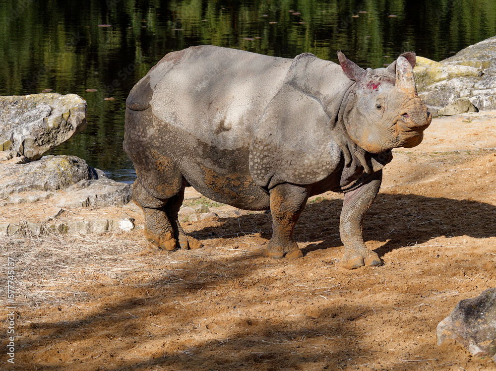 Fototapeta premium Rhinoceros in the sun after the bath