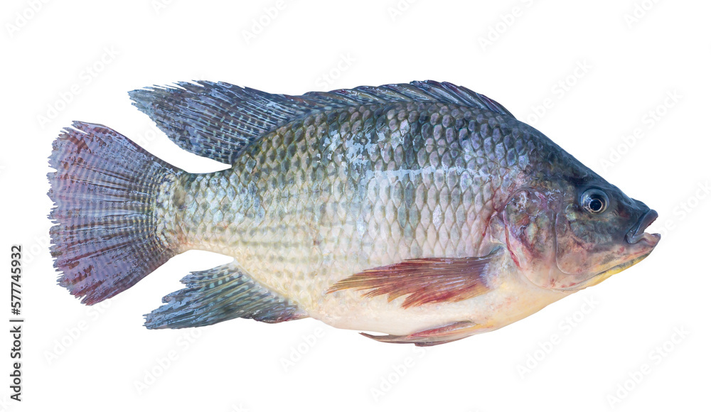 Fototapeta premium Fresh Nile Tilapia or Pla nin in Thai, freshwater fish isolated on white background with clipping path in png file format