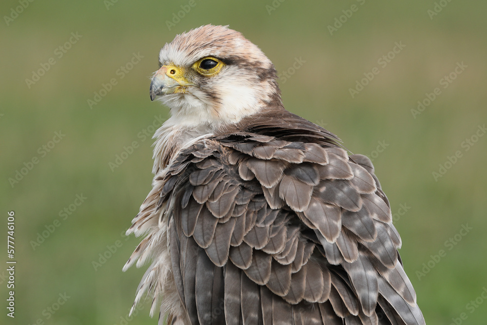 Portrait of a Lanner Falcon against a green background
Portrait of a Lanner Falcon against a green background