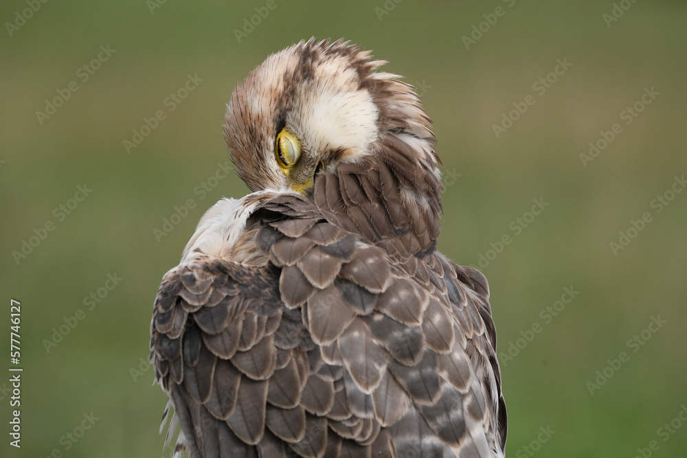 Obraz premium Portrait of a Lanner Falcon cleaning its feathers 
