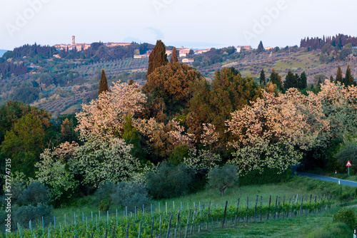 Certaldo Alto. Firenze. Bosco con alberi in fioritura verso San Gimignano