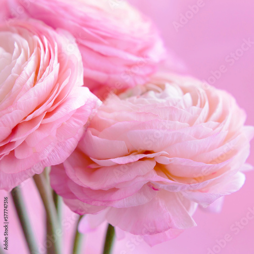 Beautiful bouquet of pink ranunculus. Buttercup flower petals close-up. Soft focus. Greeting card for Women s Day. 