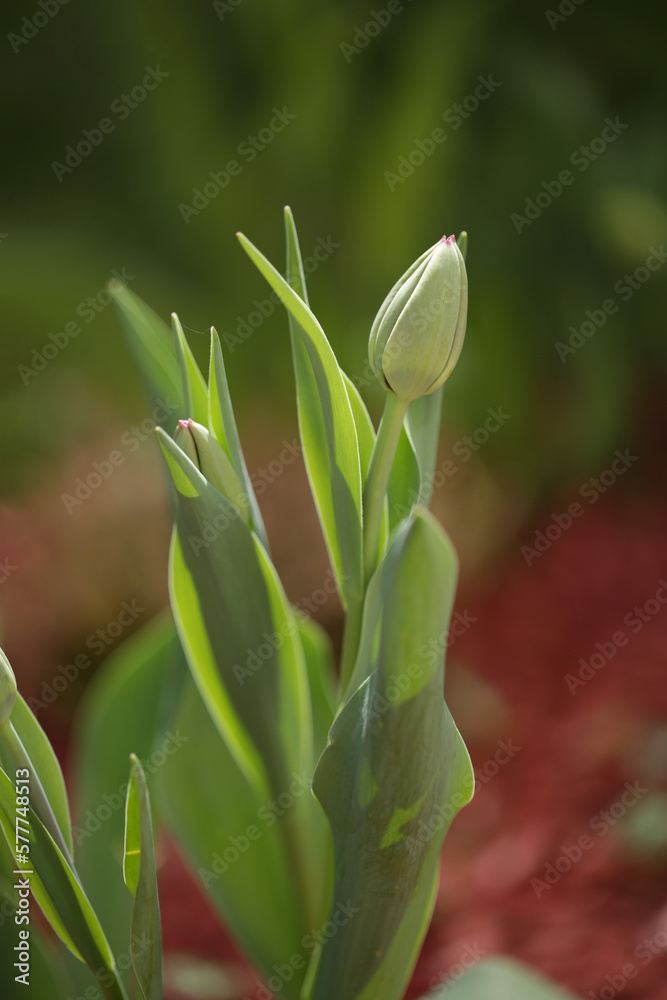 Obraz premium tulips buds in spring