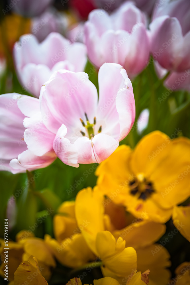 pink and white tulips