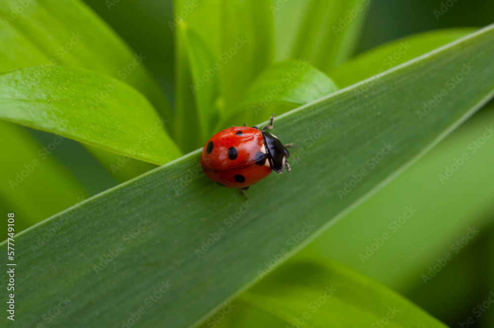 Red little ladybug cleans antennae sitting on green leaves close-up Red little ladybug cleans antennae sitting on green leaves close-up
