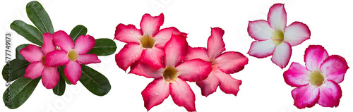 Adenium obesum flowers with other names like Desert rose, Mock Azalea, Pink bignonia or Impala lily. It has pink flower with 5 petals. Transparent background, isolated, panorama picture, PNG file. photo