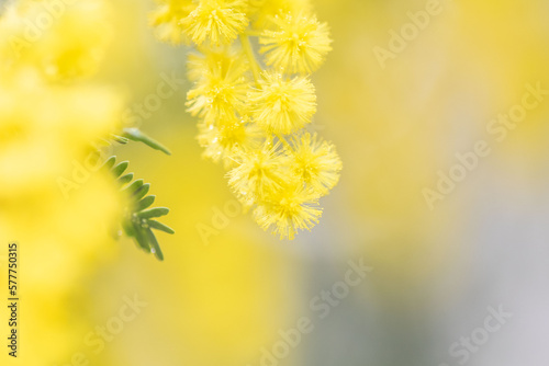 幸せの黄色い花　ミモザ　国際女性デー