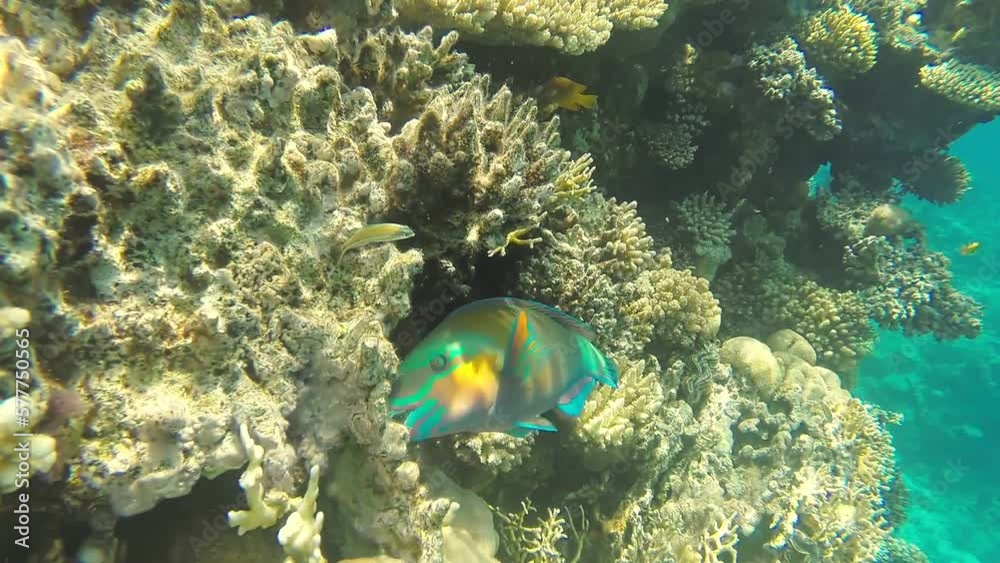 Coral reef close to the water surface in sun glare. Overall plan Coral reef close to the water surface in sun glare. Overall plan