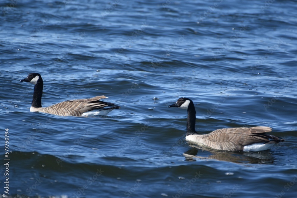 A pair of Canada geese 