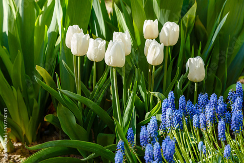 Beautiful white tulips blooming in spring garden #577750731