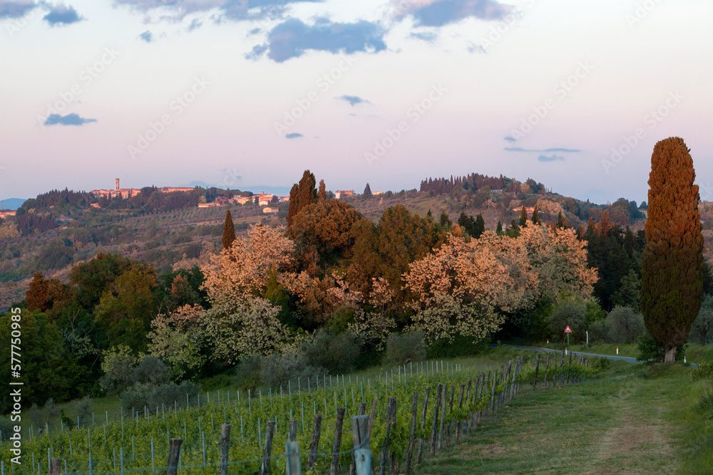 Certaldo Alto.Val D'Elsa, Firenze. Panorama con bosco e vigneto verso San Gimignano.