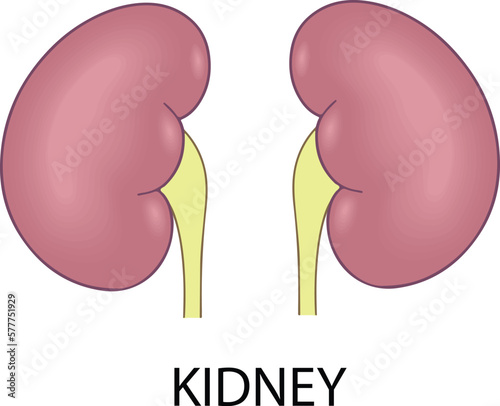 illustration of a  pair of kidney