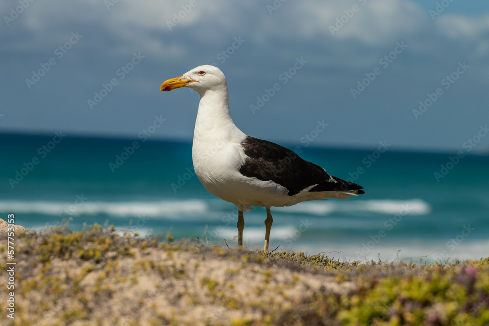 Seagull on the beach surrounded by rocks and grass Seagull on the beach surrounded by rocks and grass