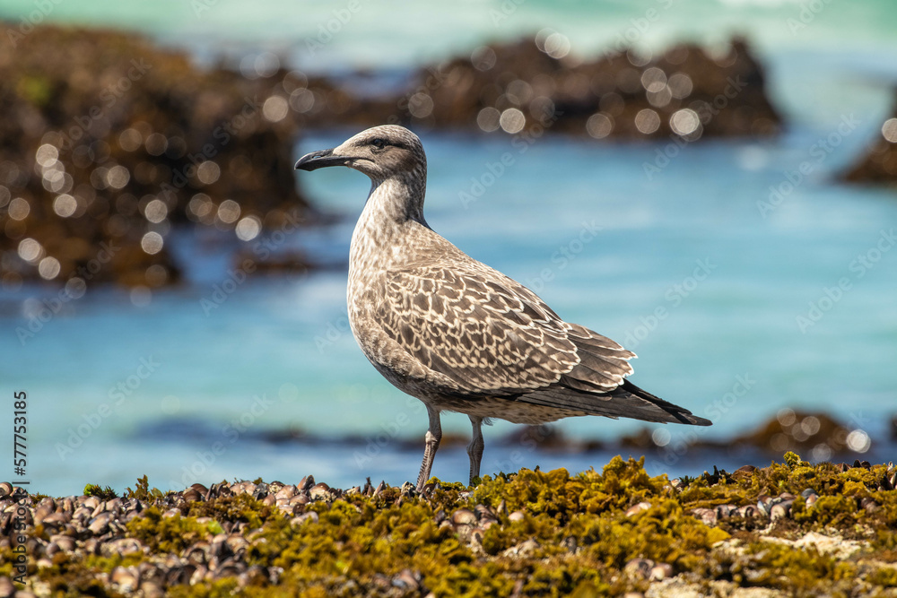 Seagull on the beach surrounded by rocks and grass Seagull on the beach surrounded by rocks and grass