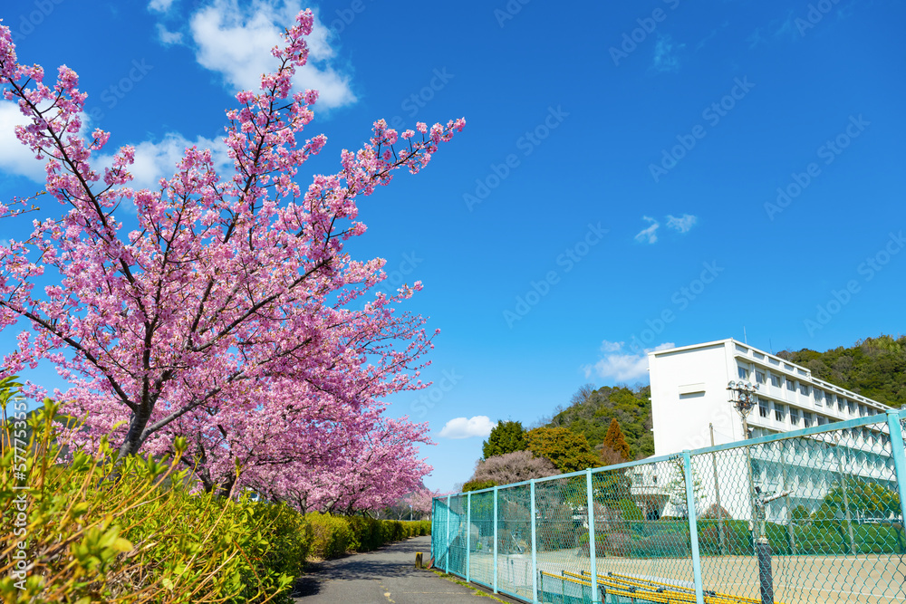Obraz premium 河津桜と校舎(入学・卒業イメージ)