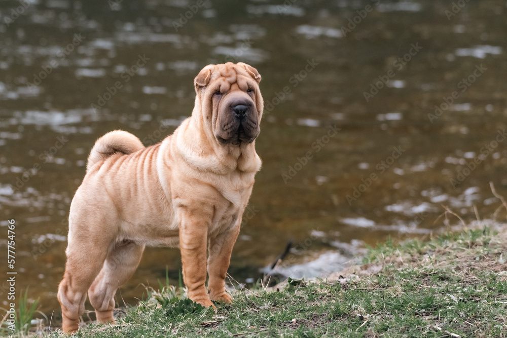 Fototapeta premium Puppy sharpei portrait