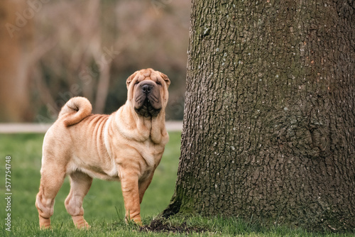 Foto Sharpei puppy pedigree
