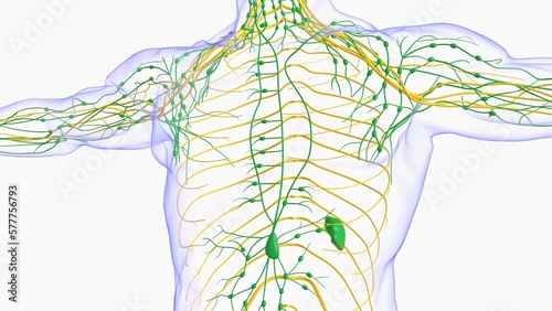 Human lymph nodes anatomy for medical concept 3D rendering