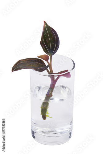Ludisia discolor cutting with some roots inside the clear glass of water