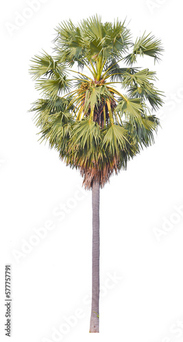 PNG file palm tree transparent background cut out from original background 