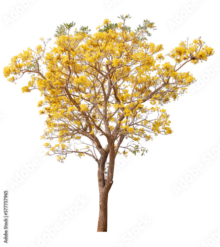 Hight quality Tree with yellow flower PNG transparent cut out original background  © Piyapa