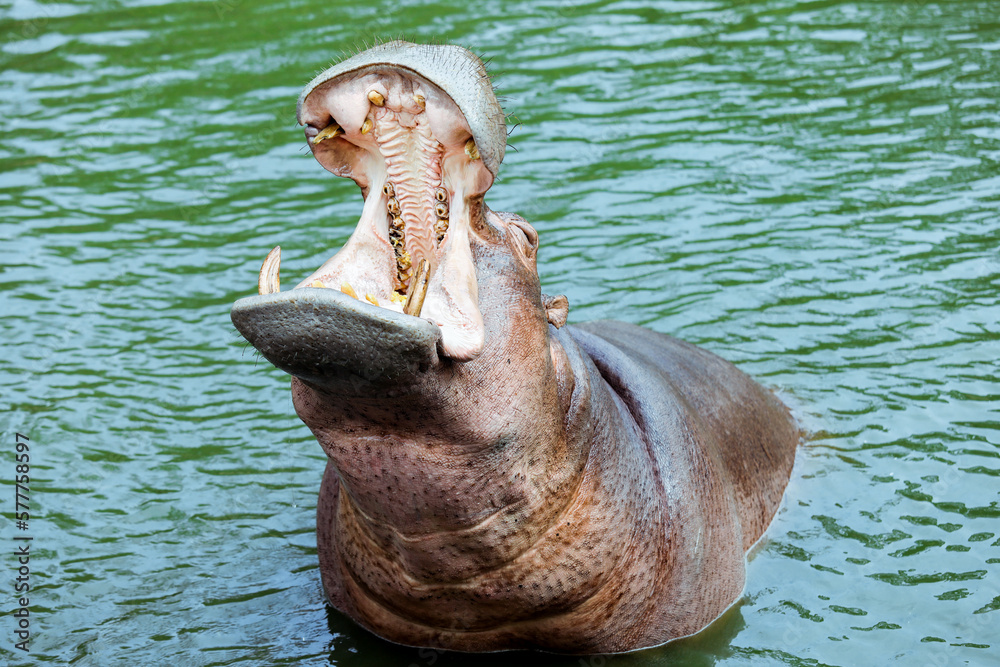Fototapeta premium Huge Open Mouth of the Brown Hippo in the River, Thailand