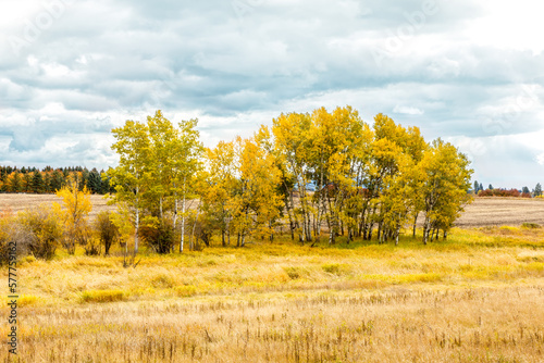 colorful fall foliage in field, Flathead Valley Montana