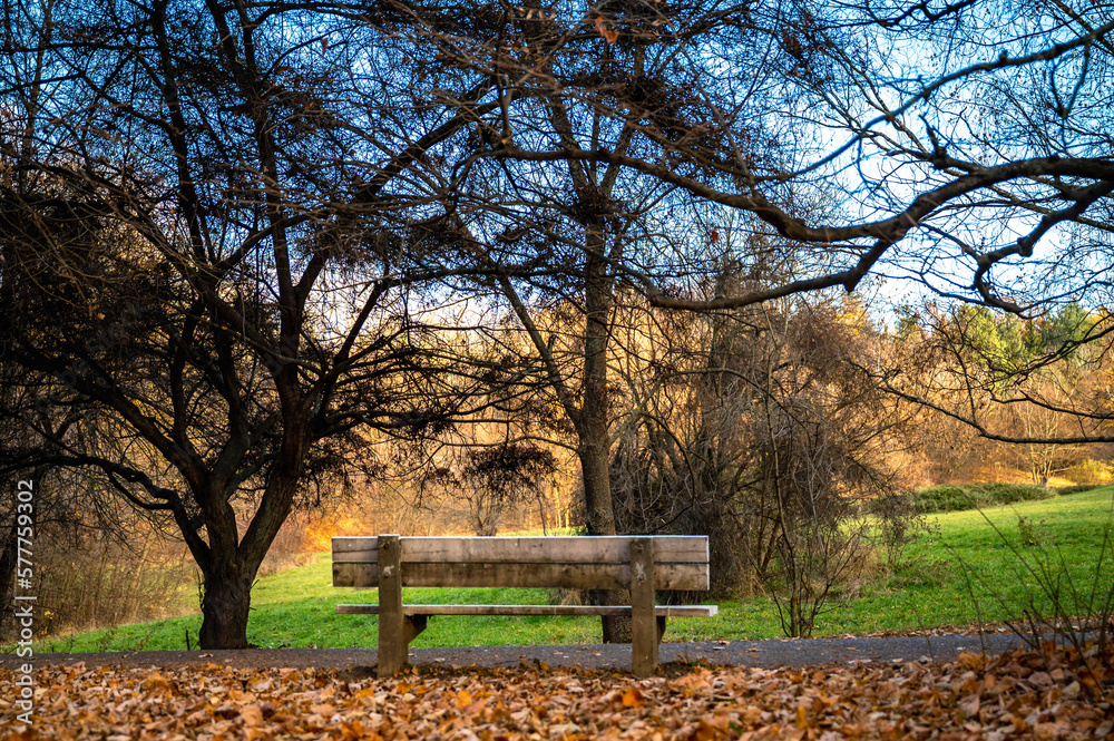 Nature's Pause: Bench Serenity in the Leafless Grove