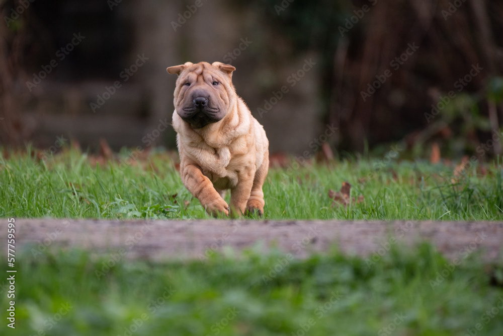 Shar-Peï fauve brush en extérieur 