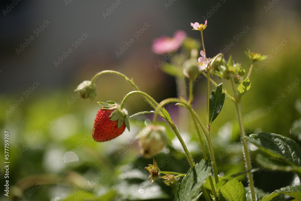 strawberry in the garden strawberry in the garden