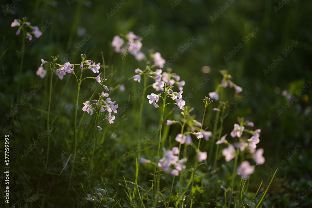 flowers in the meadow