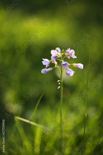 flowers in the field