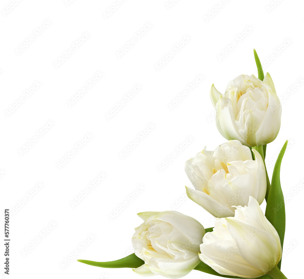 White peony tulip flowers in a corner arrangement isolated on white or transparent background - obrazy, fototapety, plakaty 