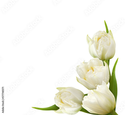White peony tulip flowers in a corner arrangement isolated on white or transparent background #577760371