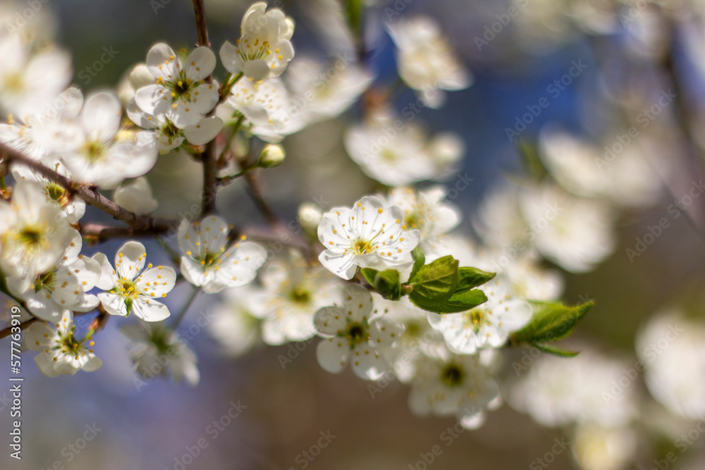 Apple blossoms against the sky.Selective focus., Apple blossoms against the sky.Selective focus.,