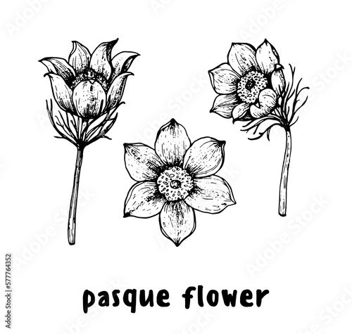 Pulsatilla or Pasque flower hand drawn sketch. Vector illustration. Springtime flower. photo