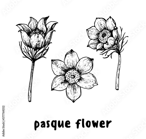 Pulsatilla or Pasque flower hand drawn sketch. Vector illustration. Springtime flower.