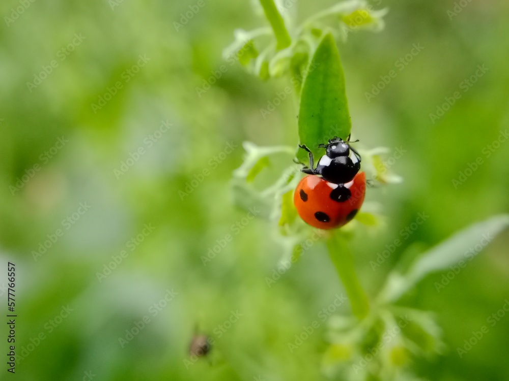 Red ladybird sitting on the green leaf in my garden
Red ladybird sitting on the green leaf in my garden