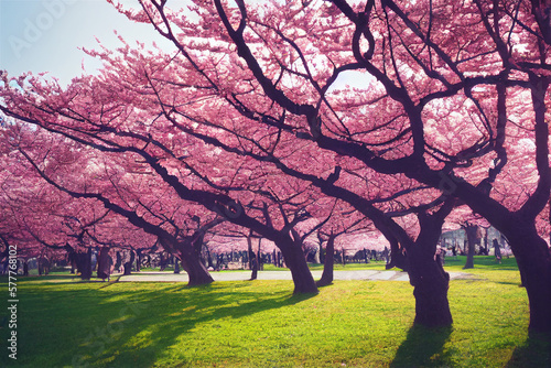 blooming japanese cherry trees