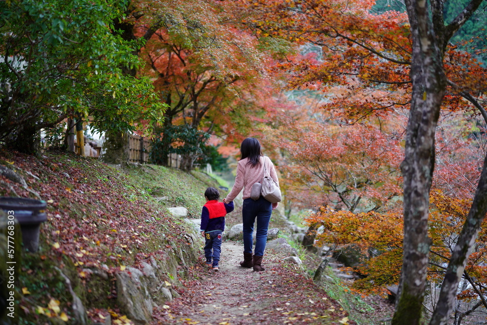 Fototapeta premium 香嵐渓 紅葉の中お散歩