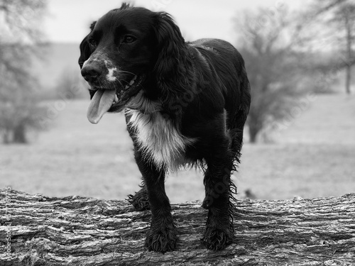 black and white dog