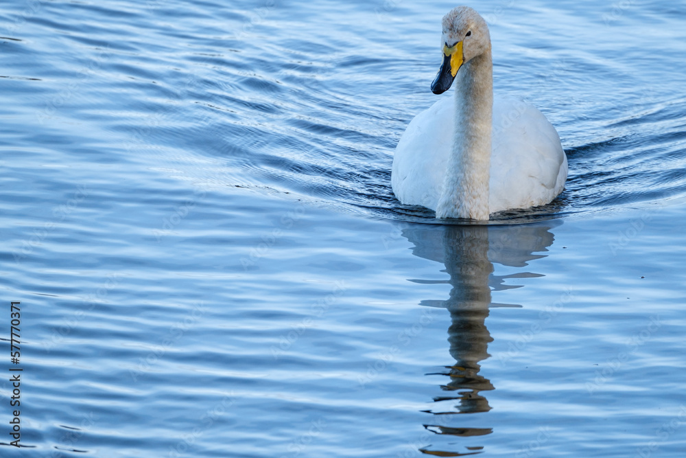 Ταπετσαρία Whooper Swan (Cygnus cygnus), WWT Castle Espie, Bird Centre, Northern Ireland, U