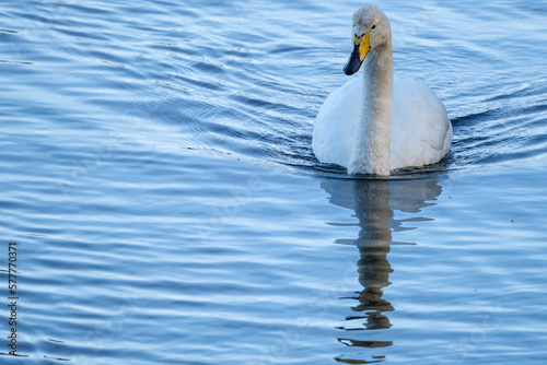 Billede på lærred Whooper Swan (Cygnus cygnus), WWT Castle Espie, Bird Centre, Northern Ireland, U