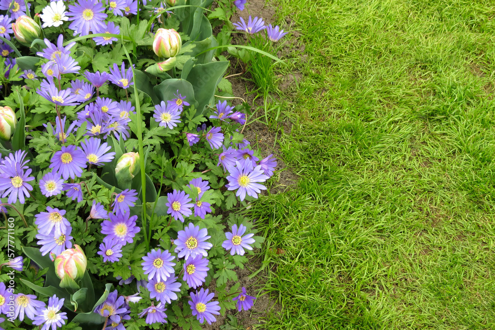Anemone blanda and white-pink tulips, flowerbed in park or garden, top view. Winter windflowers, purple blue daisy-like flowers. Horizontal floral backgroung with place for text on green grass.
