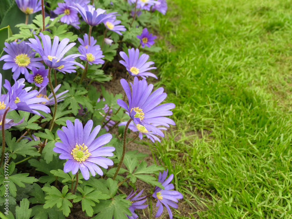 Anemone blanda, Balkan anemone, Grecian windflower. Winter windflowers, purple blue daisy-like flowers, horizontal photo in garden, place for text on green grass at right side. Gardening, floristics.