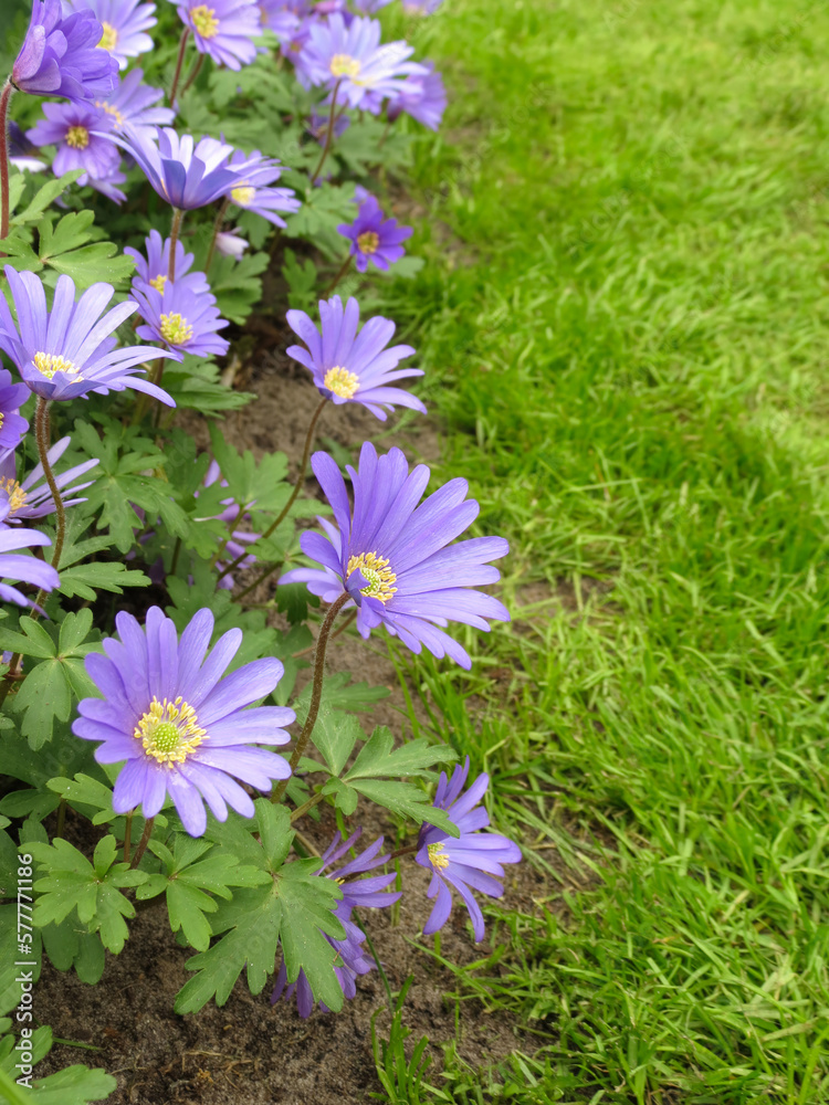 Anemone blanda, Balkan anemone, Grecian windflower. Winter windflowers, purple blue daisy-like flowers, vertical photo in garden, place for text on green grass at right side. Gardening, floristics.