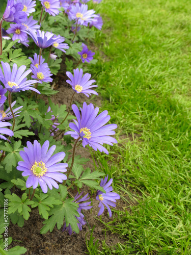 Obraz na płótnie Anemone blanda, Balkan anemone, Grecian windflower. Winter windflowers, purple blue daisy-like flowers, vertical photo in garden, place for text on green grass at right side. Gardening, floristics. w salonie